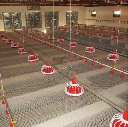 Automatic Poultry Nipple Drinker System and Pan Feeder Sysytem for Broilers