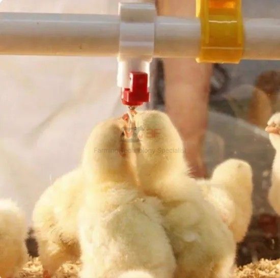 360 Degree Water Outlet Automatic Nipple Drinkers for Chickens/Broilers